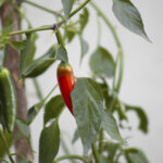 Planta de chile